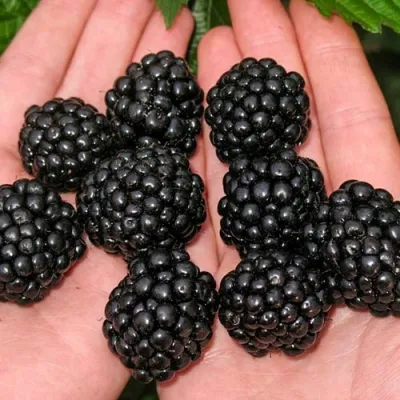 Ежевика ДЖАМБО бесшипная в Улан-Удэ