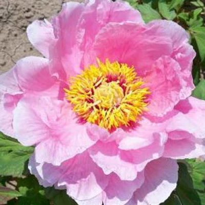 Пион МАРАМАЦУ-ЗАКУРА древовидный в Улан-Удэ