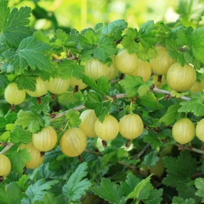 Крыжовник БЕРИЛЛ в Улан-Удэ