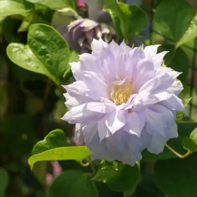 Клематис БЕЛЬ ОФ ВОРКИНГ в Улан-Удэ