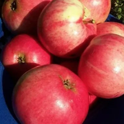 Яблоня СУЙСЛЕПСКОЕ (МАЛИНОВКА) в Улан-Удэ