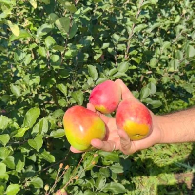 Яблоня КАНДИЛЬ БАГРЯНЫЙ в Улан-Удэ