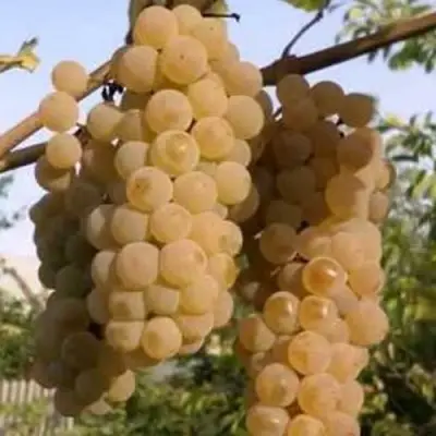 виноград Дублянский