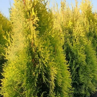 Туя ГОЛДЕН СМАРАГД западная в Улан-Удэ