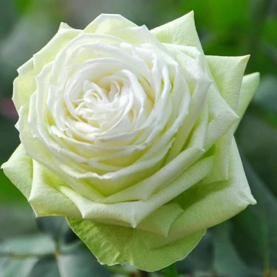 саженцы розы Вакана