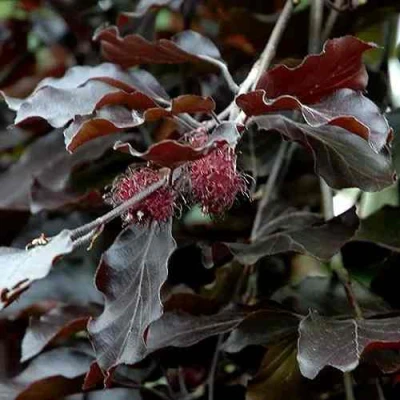 Бук лесной АТРОПУНИЦЕА в Улан-Удэ