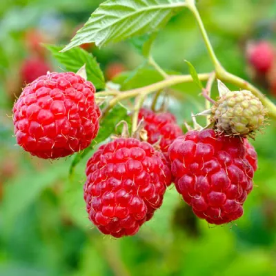 Малина РУБИФОЛ в Улан-Удэ