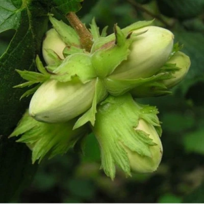 Фундук ТАМБОВСКИЙ ПОЗДНИЙ в Улан-Удэ