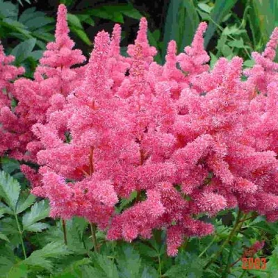 Астильба БОНН японская в Улан-Удэ