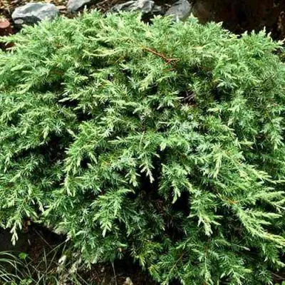 Можжевельник ШЛЯГЕР прибрежный в Улан-Удэ