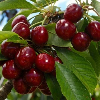 Черешня ЛАПИНС в Улан-Удэ