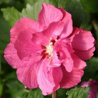 Гибискус ДЮК ДЕ БРАБАНТ сирийский  в Улан-Удэ