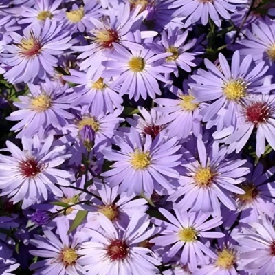 Астра БЛЮ ХЕВЕН сердцелистная в Улан-Удэ