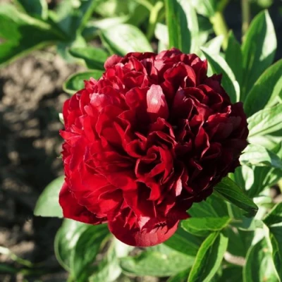 Пион ЧЕРРИ ХИЛЛ травянистый в Улан-Удэ