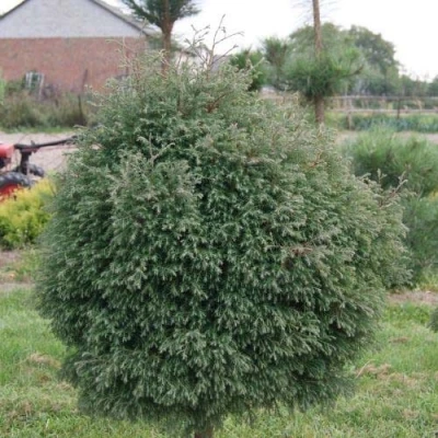 Туя вересковидная в Улан-Удэ