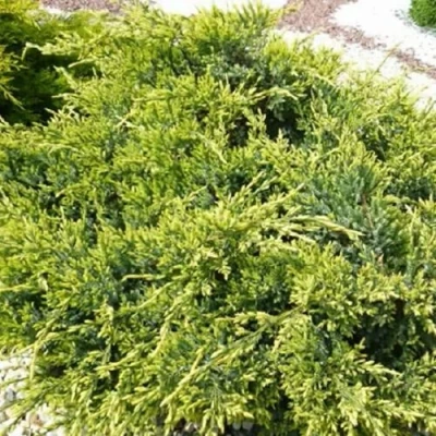 Можжевельник ГОЛД СТАР средний в Улан-Удэ