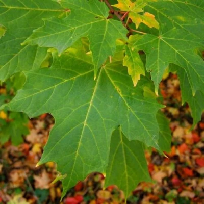 Клен сахарный в Улан-Удэ