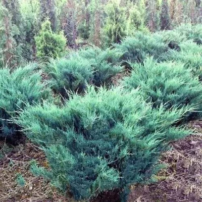 Можжевельник БЛЮ ДАНУБ казацкий в Улан-Удэ