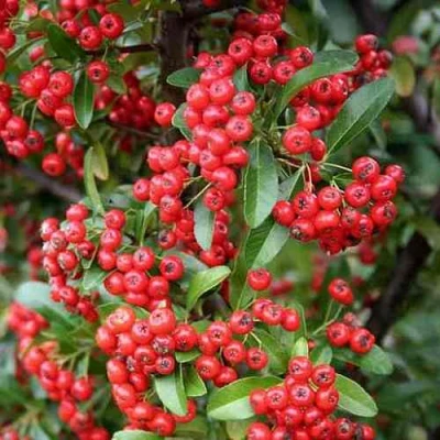 Пираканта РЕД КУИШОН в Улан-Удэ