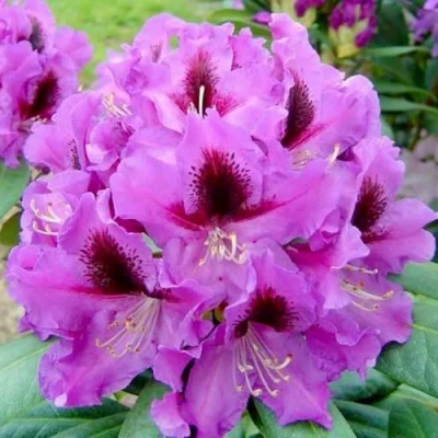 Рододендрон РАСПУТИН в Улан-Удэ