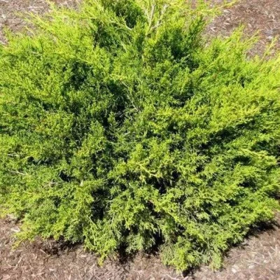 Можжевельник ИЗАБЕЛИН китайский в Улан-Удэ