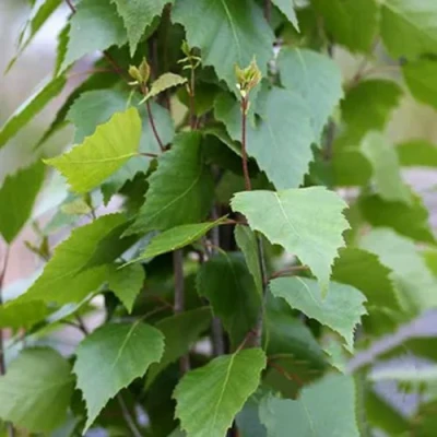 Береза ФАСТИГИАТА повислая  в Улан-Удэ