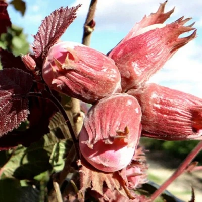 Фундук АЛЫЙ ПАРУС в Улан-Удэ