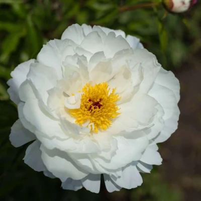 Пион МИСС АМЕРИКА травянистый в Улан-Удэ