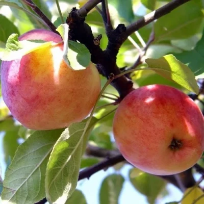 Яблоня АБРИКОСОВАЯ в Улан-Удэ