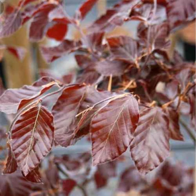 Бук лесной АТРОПУНИЦЕА в Улан-Удэ