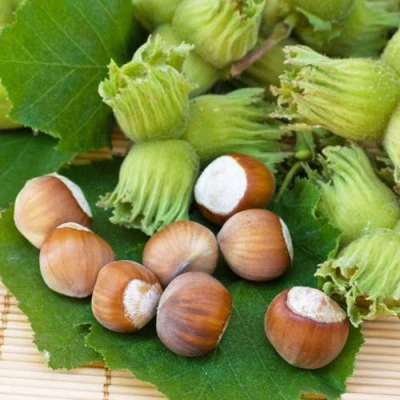 Фундук КРЕПКИЙ ОРЕШЕК в Улан-Удэ