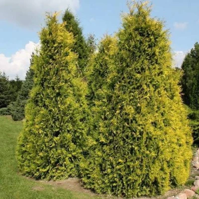 Туя АУРЕОСПИКАТА западная в Улан-Удэ