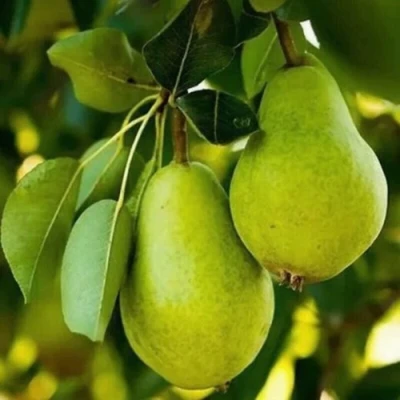 Груша СЕВЕРЯНКА колонновидная в Улан-Удэ