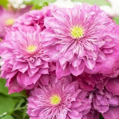 Клематис КАЙЗЕР в Улан-Удэ