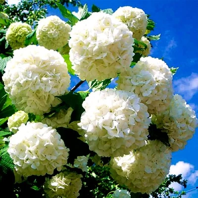 Калина БУЛЬДЕНЕЖ в Улан-Удэ