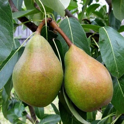 груша Яблунивская