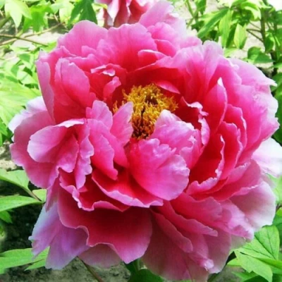 Пион ВОСХОД СОЛНЦА древовидный в Улан-Удэ