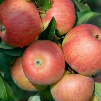 Яблоня ТОПАЗ в Улан-Удэ