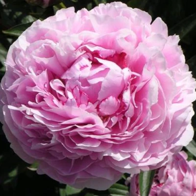 Пион ША-ЛА травянистый в Улан-Удэ