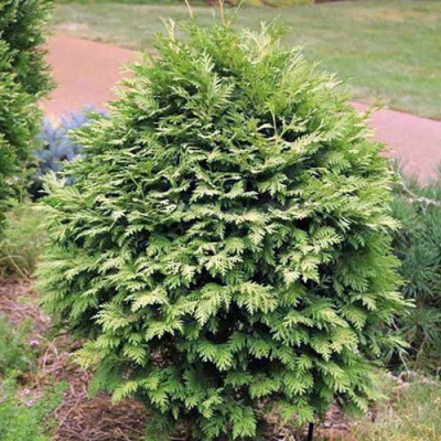 Туя ВАРЕАНА ЛЮТЕСЦЕНС западная в Улан-Удэ