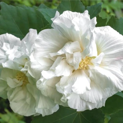 Гибискус АДМИРАЛ ДЕВЕЙ сирийский в Улан-Удэ