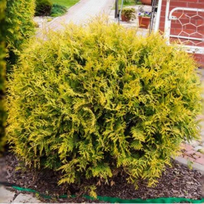Туя КОЛЛЕРС ГОЛД складчатая в Улан-Удэ