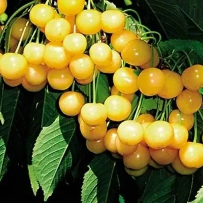 Черешня ДРОГАНА ЖЁЛТАЯ в Улан-Удэ