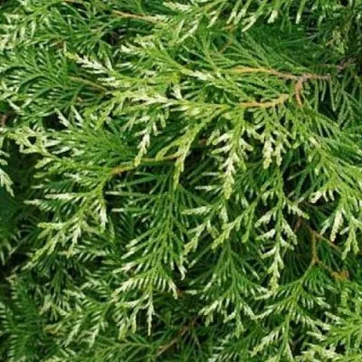 Туя СМАРАГД ВАРИЕГАТА западная в Улан-Удэ