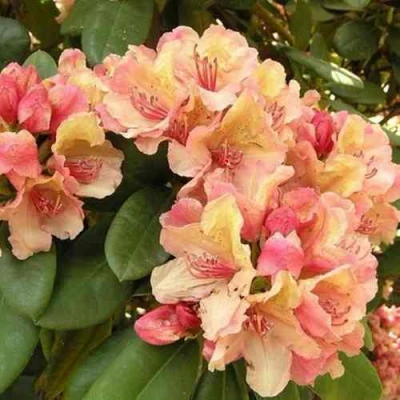 Рододендрон ФЛАУТАНДО в Улан-Удэ