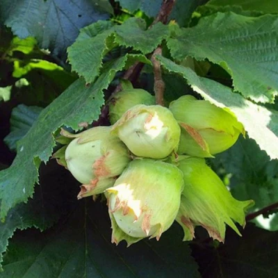 Фундук ТАМБОВСКИЙ РАННИЙ в Улан-Удэ