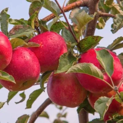 Яблоня РОЖДЕСТВЕНСКОЕ в Улан-Удэ