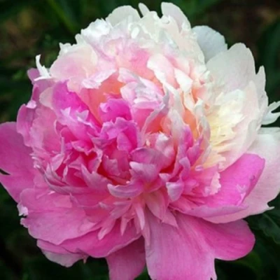 Пион МИСТЕР ЭД травянистый в Улан-Удэ