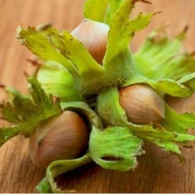 Фундук ГИГАНТ ТАМБОВСКИЙ в Улан-Удэ