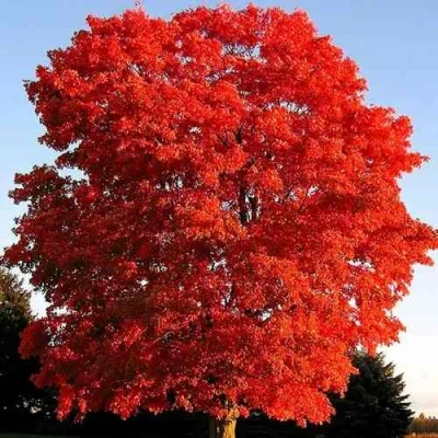 Дуб красный  в Улан-Удэ